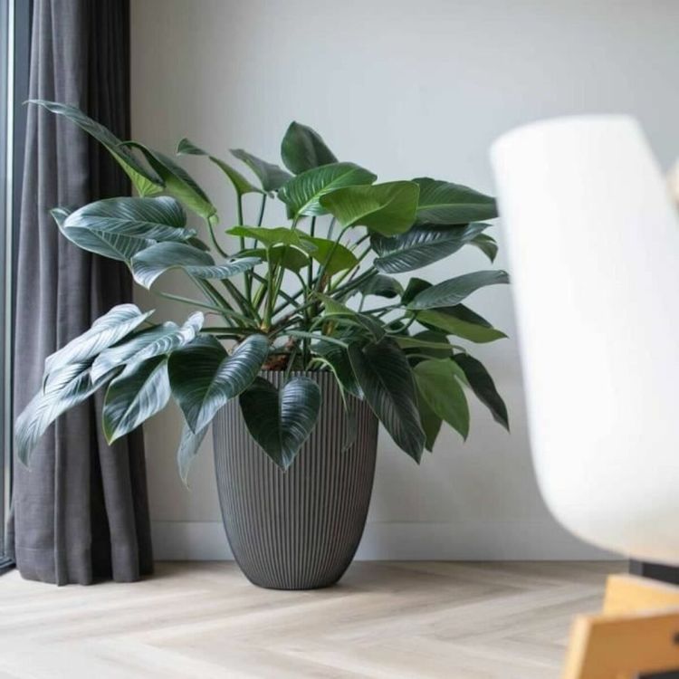 Capi Europe Vase Elegant Low Groove NL anthracite Ø46 x H58 cm 66L