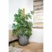Capi Europe Pot Bol Groove NL anthracite Ø43 x H41 cm