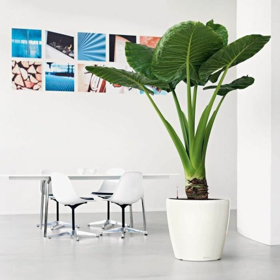 LECHUZA Classico Premium 50 LS planter white
