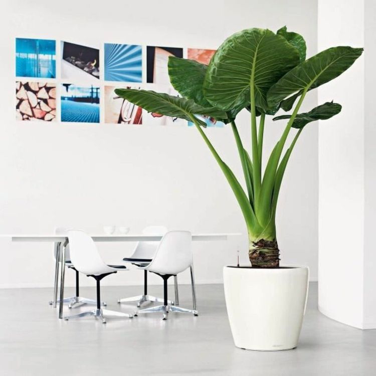 LECHUZA Classico Premium 50 LS planter white