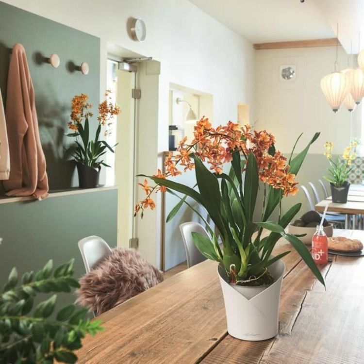 Lechuza ORCHIDEA orchideeënpot wit met bewatering